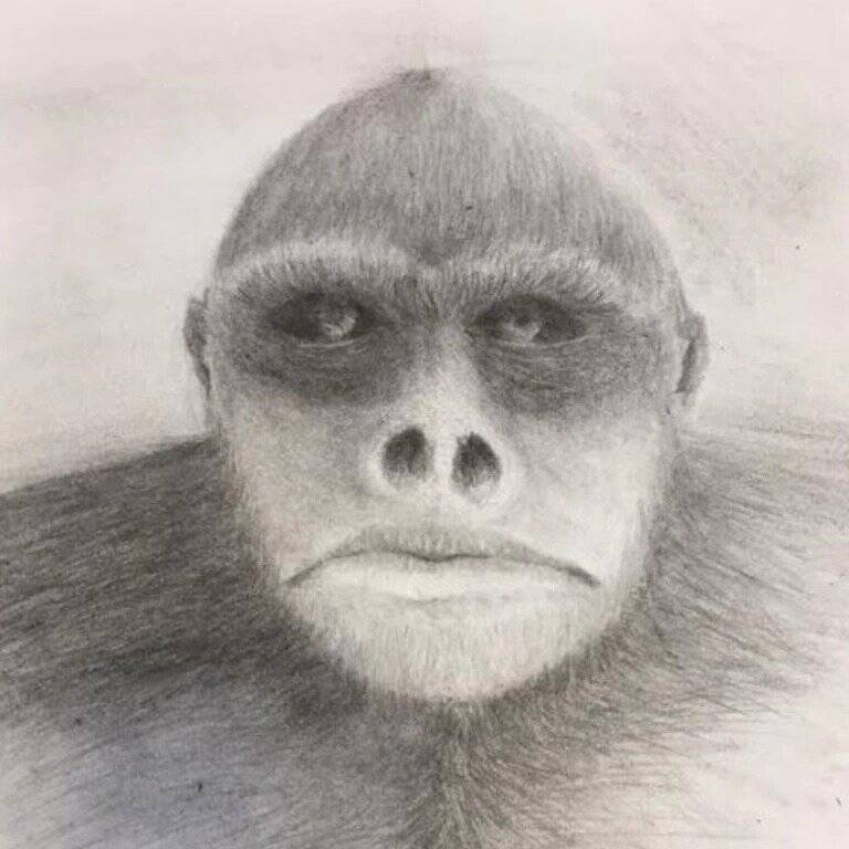 Sketch Of Yowie Made On The Account Of Sighting Made In Queensland In 2021 