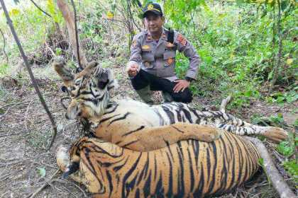 Dua ekor Harimau Sumatra (Panthera tigris sumatrae) ditemukan mati di hutan seputaran PT Aloer Timur Desa Sri Mulya, Kecamatan Peunaron, Aceh Timur, Ahad (24/4/2022)