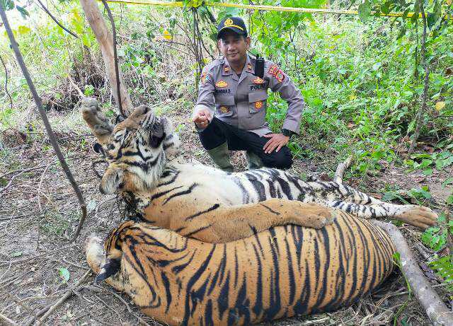 Dua ekor Harimau Sumatra (Panthera tigris sumatrae) ditemukan mati di hutan seputaran PT Aloer Timur Desa Sri Mulya, Kecamatan Peunaron, Aceh Timur, Ahad (24/4/2022)