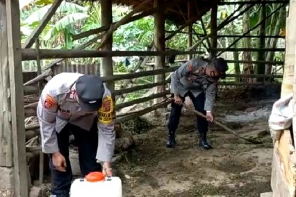 Dalam mencegah penyakit mulut dan kuku pada hewan ternak, personel polisi di Aceh melakukan penyemprotan Eco Enzyme di kandang ternak, Jum'at (17/6/2022)