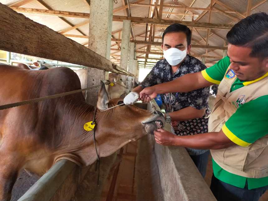 Kabid Keswan Drh Safrizal Rusman, Dinas Perternakan dan Kesehatan Kab, Bireuen, Melakukan Pemeriksaan Ternak Sapi Kurban Pada Hollding Perternakan Juli Makmue