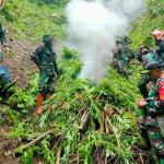 Personel Koramil 16/Tangse Kodim 0102/Pidie berhasil menemukan ladang ganja seluas 2 hektar di perbukitan antara Desa Keubon Nilam dan Desa Ulee Gunong Kecamatan Tangse