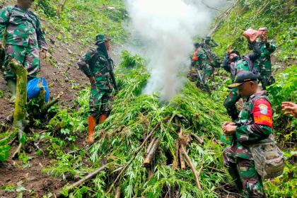 Personel Koramil 16/Tangse Kodim 0102/Pidie berhasil menemukan ladang ganja seluas 2 hektar di perbukitan antara Desa Keubon Nilam dan Desa Ulee Gunong Kecamatan Tangse