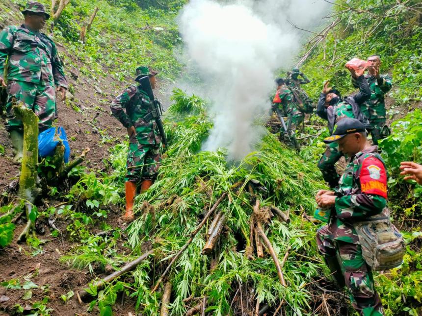 Personel Koramil 16/Tangse Kodim 0102/Pidie berhasil menemukan ladang ganja seluas 2 hektar di perbukitan antara Desa Keubon Nilam dan Desa Ulee Gunong Kecamatan Tangse
