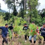 Polres Bireuen memusnahkan ladang ganja seluas 6 hektar di Pedalaman Desa Peunceuk, Kecamatan Peulimbang, Selasa, 6 September 2022