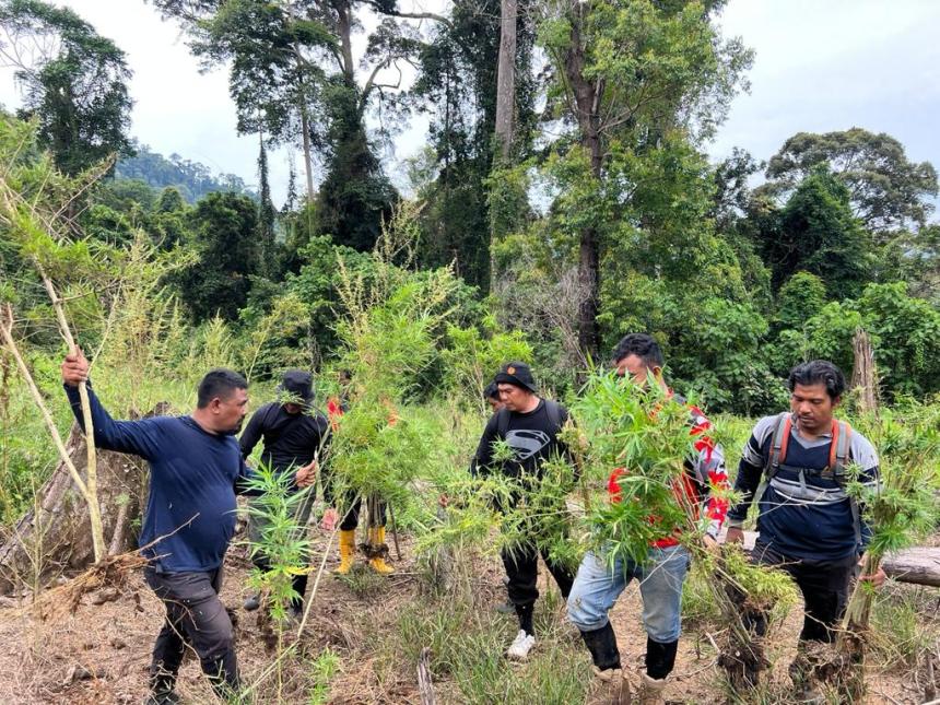 Polres Bireuen memusnahkan ladang ganja seluas 6 hektar di Pedalaman Desa Peunceuk, Kecamatan Peulimbang, Selasa, 6 September 2022