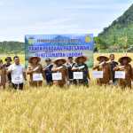 Pj Bupati Aceh Besar Muhammad Iswanto melakukan panen perdana padi sawah di Gampong Jantang Kecamatan Lhoong Aceh Besar, Selasa, 20 September 2022