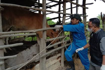 Aceh kini mencatatkan status zero case atau nol kasus penyakit mulut dan kuku (PMK)