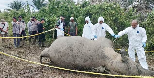 Seekor gajah sumatera betina ditemukan mati di kawasan Desa Srimulya, Kecamatan Peunaron, Kabupaten Aceh Timur