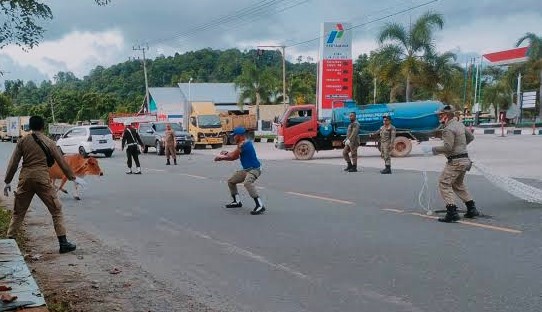 Satpol PP-Wah Aceh Jaya menangkap 27 ternak berkeliaran di jalan raya, komplek perkantoran dan fasilitas umum