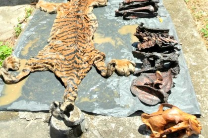 Mantan Bupati Bener Meriah Ahmadi, tersangka kasus penjualan kulit Harimau Sumatera segera disidang dan diancam penjara 5 tahun dan denda Rp 100 juta