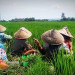 Petani di Kabupaten Aceh Besar dipastikan memperoleh tambahan kuota pupuk bersubsidi 6.000 ton tahun 2023, sehingga menjadi 18.000 ton