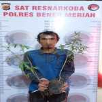Satresnarkoba Polres Bener Meriah mengamankan MY (33), lantaran diduga pelaku penanaman narkotika jenis ganja, yang ditanam di sela-sela tanaman kopi milik pelaku