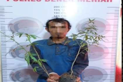 Satresnarkoba Polres Bener Meriah mengamankan MY (33), lantaran diduga pelaku penanaman narkotika jenis ganja, yang ditanam di sela-sela tanaman kopi milik pelaku