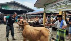 Pasar Hewan Sibreh Kecamatan Sukamakmur, Aceh Besar telah kembali beroperasi, Rabu (15/2)