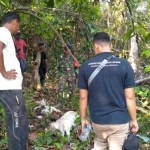 Tiga ekor Kambing milik Syahril (32), warga Gampong Peunaron Lama, Kecamatan Peunaron, Aceh Timur dimangsa Harimau
