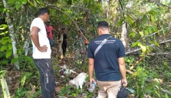 Tiga ekor Kambing milik Syahril (32), warga Gampong Peunaron Lama, Kecamatan Peunaron, Aceh Timur dimangsa Harimau