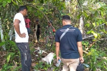 Tiga ekor Kambing milik Syahril (32), warga Gampong Peunaron Lama, Kecamatan Peunaron, Aceh Timur dimangsa Harimau