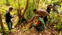 Seekor anak Harimau Sumatera (Panthera Tigris Sumatrae) ditemukan mati di kebun warga di Desa Peunaron Lama, Kecamatan Peunaron, Aceh Timur, Rabu (22/2)