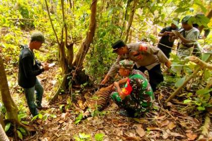 Seekor anak Harimau Sumatera (Panthera Tigris Sumatrae) ditemukan mati di kebun warga di Desa Peunaron Lama, Kecamatan Peunaron, Aceh Timur, Rabu (22/2)
