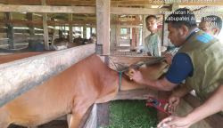 Petugas Dinas Pertanian Aceh Besar memasang Eartag pada hewan ternak yang sudah dipastikan sehat setelah dipastikan ternak tersebut tidak terkena PMK, LSD danLSDV, di beberapa kecamatan di Aceh Besa