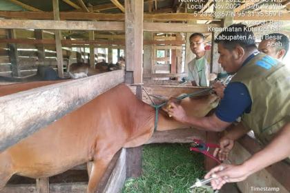 Petugas Dinas Pertanian Aceh Besar memasang Eartag pada hewan ternak yang sudah dipastikan sehat setelah dipastikan ternak tersebut tidak terkena PMK, LSD danLSDV, di beberapa kecamatan di Aceh Besa