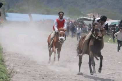 Sebanyak 288 ekor kuda dari lima kabupaten mengikuti Pacuan Kuda Tradisional Gayo dalam rangka memeriahkan HUT ke-446 Kota Takengon Tahun 2023