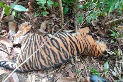 FJL Aceh meminta polisi agar mempertimbangkan aspek kemanusiaan dalam penanganan kasus pemilik ternak racun Harimau di Aceh Timur