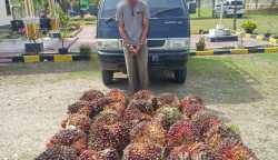 Seorang pria berinisial JHS (28) diamankan Polsek Cot Girek Polres Aceh Utara atas dugaan melakukan pencurian buah sawit milik PTPN 1 Cot Girek, Jum'at (3/3)