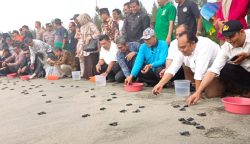 Pj Bupati Aceh Jaya Nurdin bersama Konjen Jepang Untuk Sumatera Takonai Susumu melepaskan Tukik Penyu di Pantai Aron Meubanja, Kecamatan Panga, Aceh Jaya pada Jum'at (10/3)