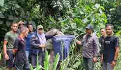 Seekor anak Gajah Sumatera terkena jerat di kawasan Areal Penggunaan Lain (APL) wilayah Desa Panggong Kecamatan Krueng Sabee Aceh Jaya, Jumat (19/5)