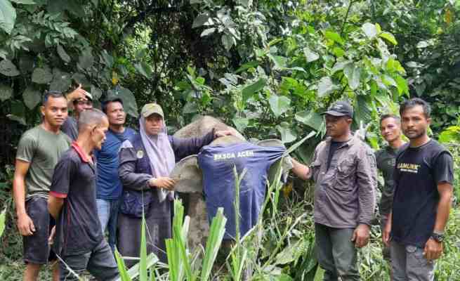 Seekor anak Gajah Sumatera terkena jerat di kawasan Areal Penggunaan Lain (APL) wilayah Desa Panggong Kecamatan Krueng Sabee Aceh Jaya, Jumat (19/5)