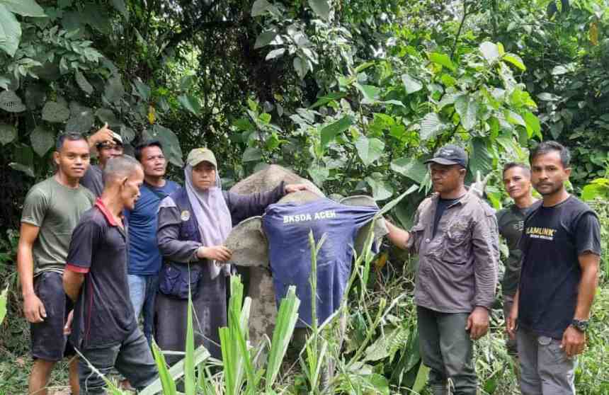 Seekor anak Gajah Sumatera terkena jerat di kawasan Areal Penggunaan Lain (APL) wilayah Desa Panggong Kecamatan Krueng Sabee Aceh Jaya, Jumat (19/5)