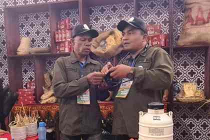 Petugas Disnak Aceh saat mendemonstrasikan penggunakan Visual Inseminasi Buatan Hendra (VIB-H), sebuah inovasi alat IB yang dilengkapi dengan kecerdasan buatan atau Artificial Intelligence, pada stand Aceh di lokasi Penas-KTNA XVI, Padang, Sabtu (10/6)