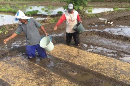 Petani kawasan Blang Raya, Kecamatan Simpang Tiga Aceh Besar sedang menyemai benih, Selasa (4/7/2023)