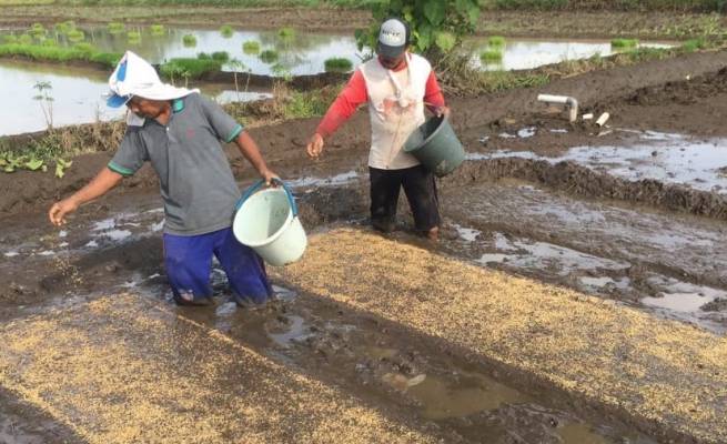 Petani kawasan Blang Raya, Kecamatan Simpang Tiga Aceh Besar sedang menyemai benih, Selasa (4/7/2023)