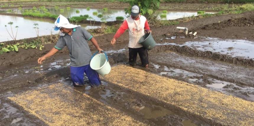 Petani kawasan Blang Raya, Kecamatan Simpang Tiga Aceh Besar sedang menyemai benih, Selasa (4/7/2023) | INFOACEH.net Petani kawasan Blang Raya, Kecamatan Simpang Tiga Aceh Besar sedang menyemai benih, Selasa (4/7/2023)