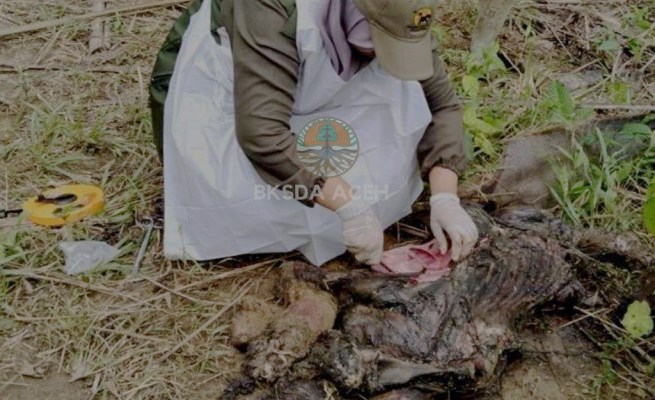 Seekor bayi gajah ditemukan mati di wilayah HGU PT Atakana, Desa Seumanah Jaya, Kecamatan Ranto Peureulak, Aceh Timur