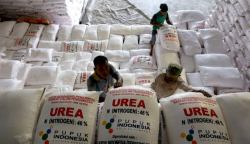 Kabupaten Aceh Besar mendapatkan tambahan 10.800 ton pupuk subsidi tahun 2023 yang sebelumnya tahun 2022 hanya mendapat 6.250 ton pupuk subsidi untuk komoditi padi dan jagung
