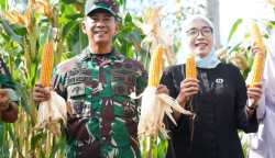 Pangdam Mayjen TNI Novi Helmy Prasetya didampingi Ketua Persit Kartika Chandra Kirana Daerah IM mengunjungi lahan Ketahanan Pangan Food Estate Korem 012/TU dalam rangka meninjau demplot program I’M Jagong, Rabu (2/8)