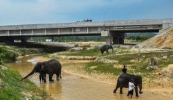 PT Hutama Karya (HK) membangun tempat perlintasan satwa dan pagar pembatas jalan tol Sigli - Banda Aceh. (Foto: Dok. Hutama Karya)