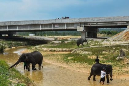 PT Hutama Karya (HK) membangun tempat perlintasan satwa dan pagar pembatas jalan tol Sigli - Banda Aceh. (Foto: Dok. Hutama Karya)