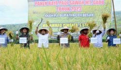 Pj Bupati Aceh Besar Muhammad Iswanto bersama sejumlah OPD memanen padi di areal persawahan Gampong Lamtamot, Kecamatan Lembah Seulawah, Jum'at (3/11)