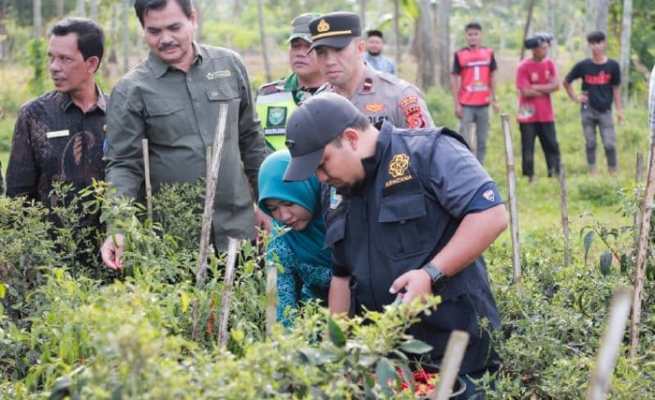 Pj Bupati Aceh Besar Muhammad Iswanto bersama Pj Ketua TP PKK Aceh Besar Cut Rezky Handayani didampingi Kadistan Aceh Besar Jakfar melakukan panen cabai merah di Gampong Leupung Bruek, Kecamatan Kuta Cot Glie, Jum'at (12/1/2024)