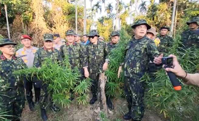 Aparat gabungan dari BNN RI dan Polda Aceh memusnahkan puluhan ribu batang tanaman ganja di ladang dalam kawasan perbukitan Gampong Teupin Reusep Kecamatan Sawang, Aceh Utara, Selasa (23/1/2024)