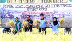 Pj Bupati Aceh Besar Muhammad Iswanto bersama Danlanud SIM Kolonel Pnb Yoyon Kuscahyono melakukan panen padi di area persawahan Lanud SIM, Blang Bintang, Aceh Besar, Selasa pagi (13/2). (FOTO: MC ACEH BESAR)