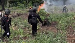 Polres Aceh Besar bersama BNN RI melakukan pemusnahan ladang ganja di dua lokasi, Rabu, 6 Maret 2024