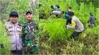 Personel Polres Pidie dipimpin Kapolres AKBP Imam Asfali yang dibantu TNI dan masyarakat setempat memusnahkan ladang ganja seluas 1,5 hektar, Jum'at (10/5/2024), di Kecamatan Mane. (Foto: Dok. Polres Pidie)