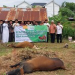 Pengurus ICMI Aceh pada Hari Raya Idul Adha 1445 Hijriah menyelenggarakan ibadah kurban dengan menyembelih empat ekor sapi. Foto: Istimewa