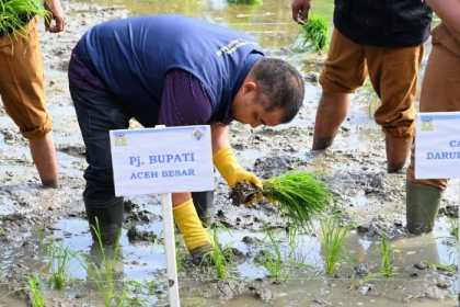 Pj Bupati Aceh Besar Muhammad Iswanto menanam padi perdana Tahun 2024 di area persawahan Gampong Lamkawe, Kecamatan Darul Imarah, Selasa (4/6/2024). Foto: Istimewa